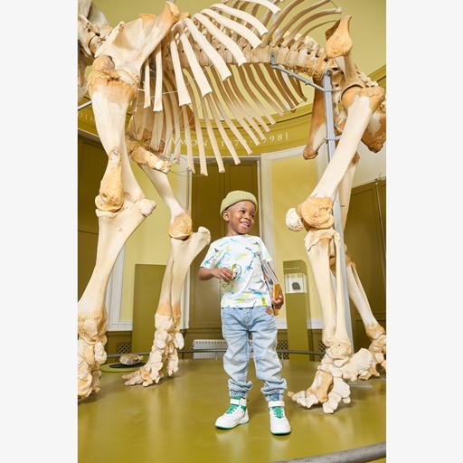 Jongens T-shirt wit met dino