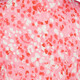 Meisjes sport T-shirt met print roze rood